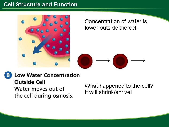 Cell Structure and Function Concentration of water is lower outside the cell. What happened