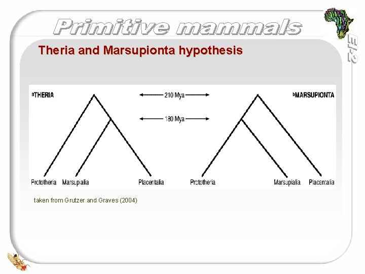 Theria and Marsupionta hypothesis taken from Grutzer and Graves (2004) 