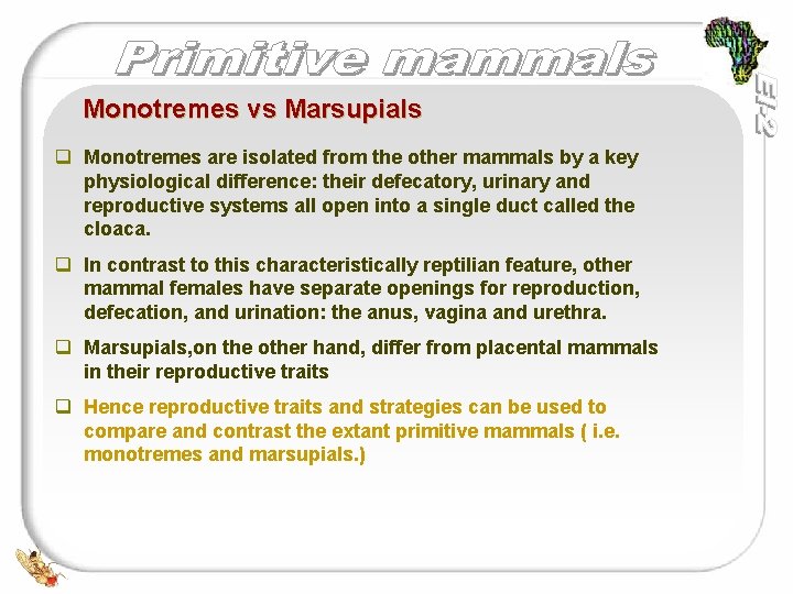 Monotremes vs Marsupials q Monotremes are isolated from the other mammals by a key