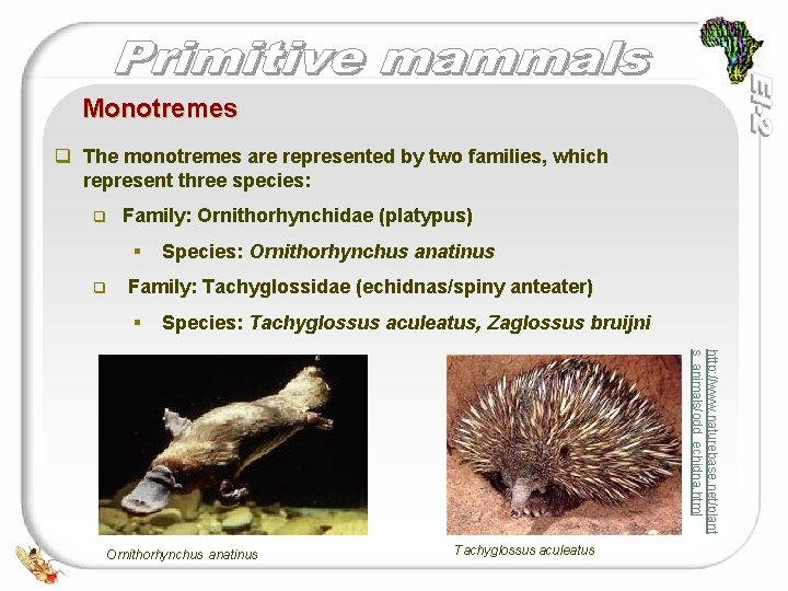 Monotremes q The monotremes are represented by two families, which represent three species: q