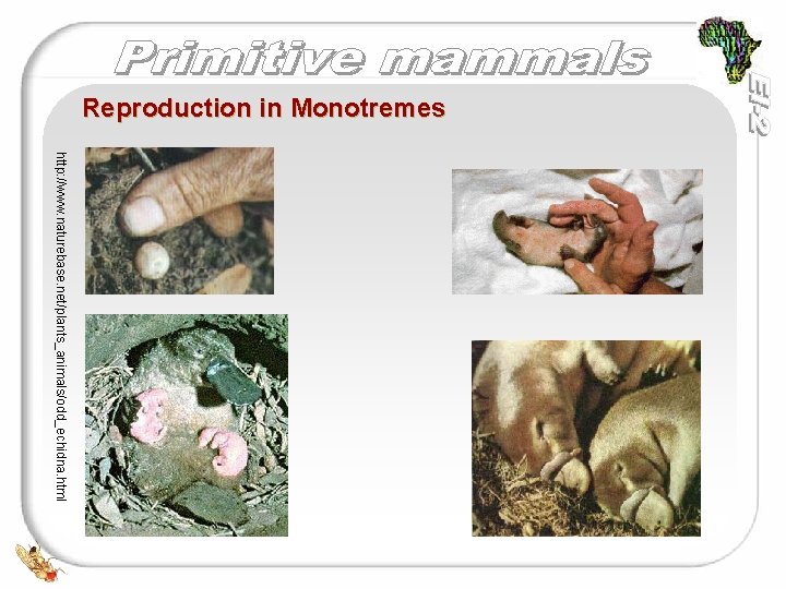 Reproduction in Monotremes http: //www. naturebase. net/plants_animals/odd_echidna. html 