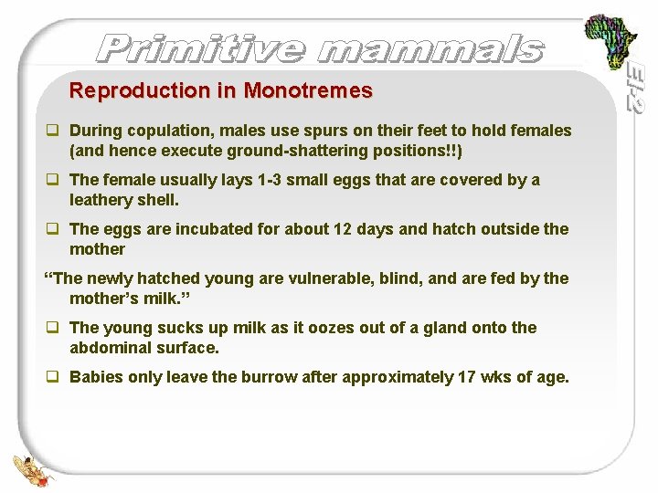Reproduction in Monotremes q During copulation, males use spurs on their feet to hold
