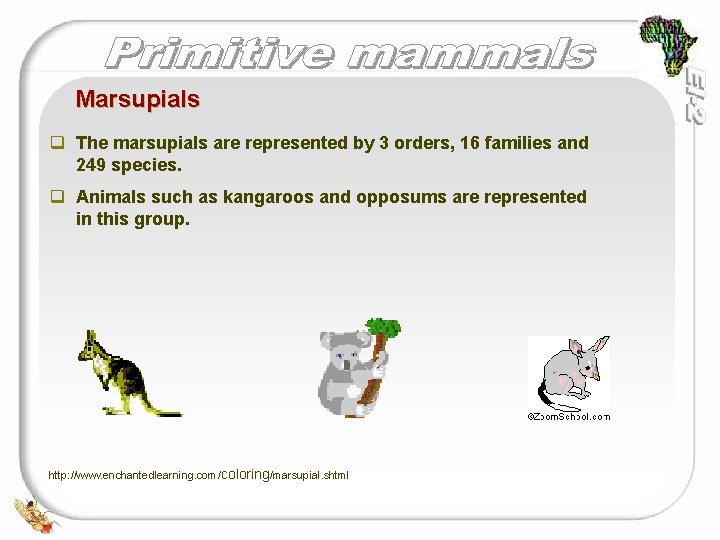 Marsupials q The marsupials are represented by 3 orders, 16 families and 249 species.