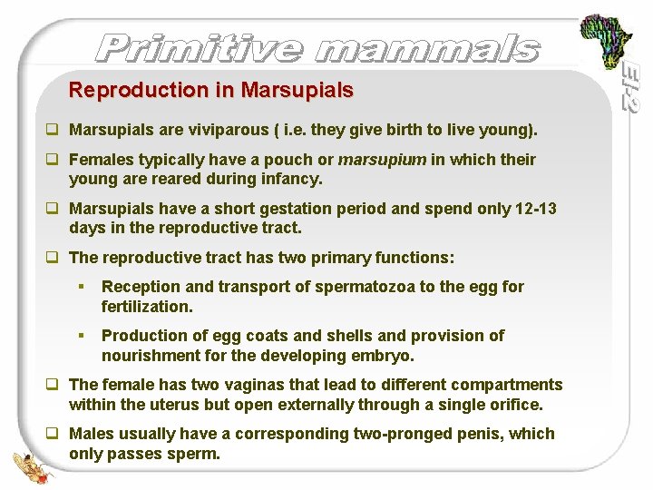 Reproduction in Marsupials q Marsupials are viviparous ( i. e. they give birth to