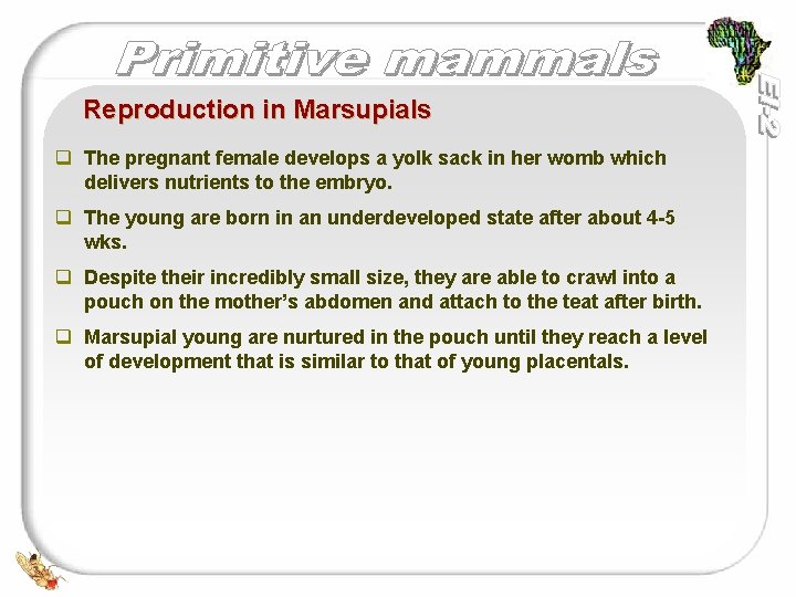 Reproduction in Marsupials q The pregnant female develops a yolk sack in her womb