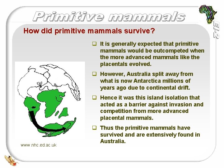How did primitive mammals survive? q It is generally expected that primitive mammals would