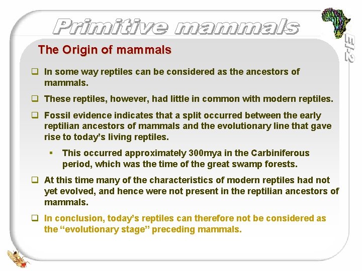 The Origin of mammals q In some way reptiles can be considered as the