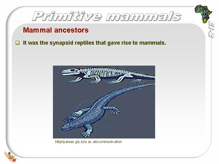  Mammal ancestors q It was the synapsid reptiles that gave rise to mammals.
