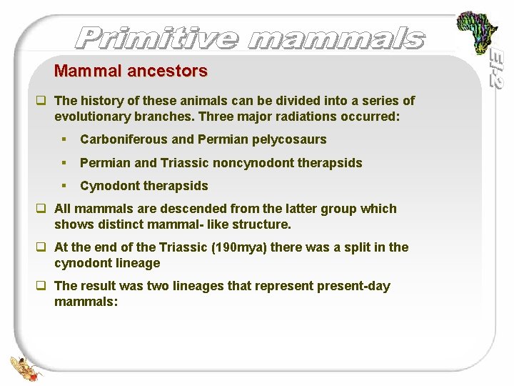  Mammal ancestors q The history of these animals can be divided into a