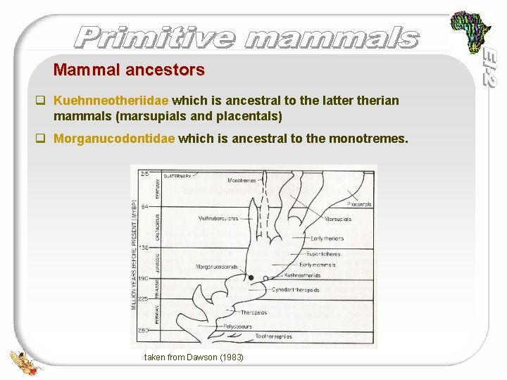 Mammal ancestors q Kuehnneotheriidae which is ancestral to the latter therian mammals (marsupials and
