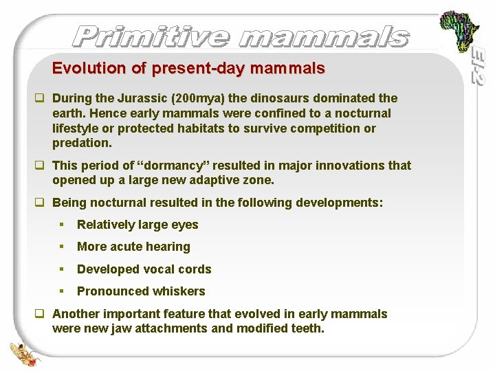 Evolution of present-day mammals q During the Jurassic (200 mya) the dinosaurs dominated the