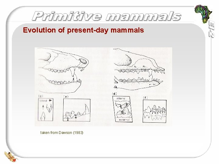 Evolution of present-day mammals taken from Dawson (1983) 