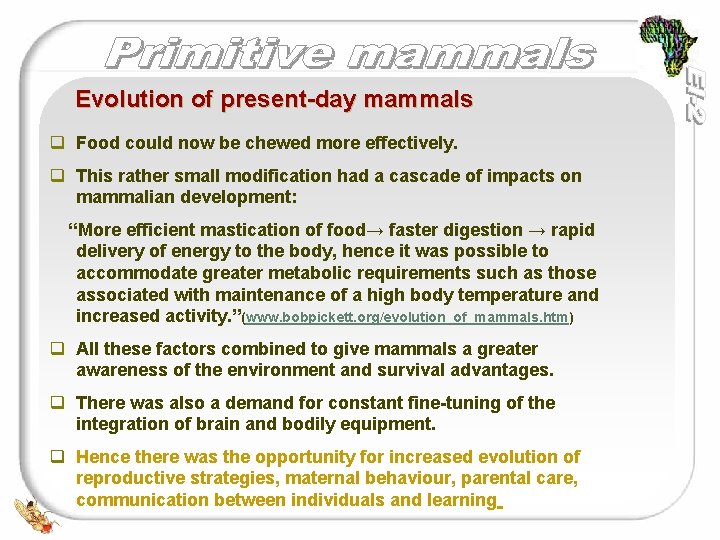Evolution of present-day mammals q Food could now be chewed more effectively. q This