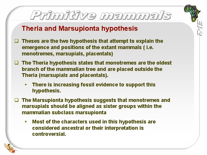 Theria and Marsupionta hypothesis q Theses are the two hypothesis that attempt to explain