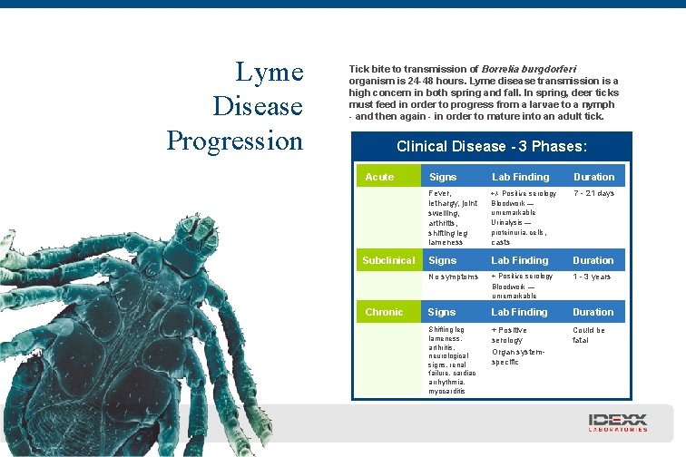 Lyme Disease Progression Tick bite to transmission of Borrelia burgdorferi organism is 24 -48