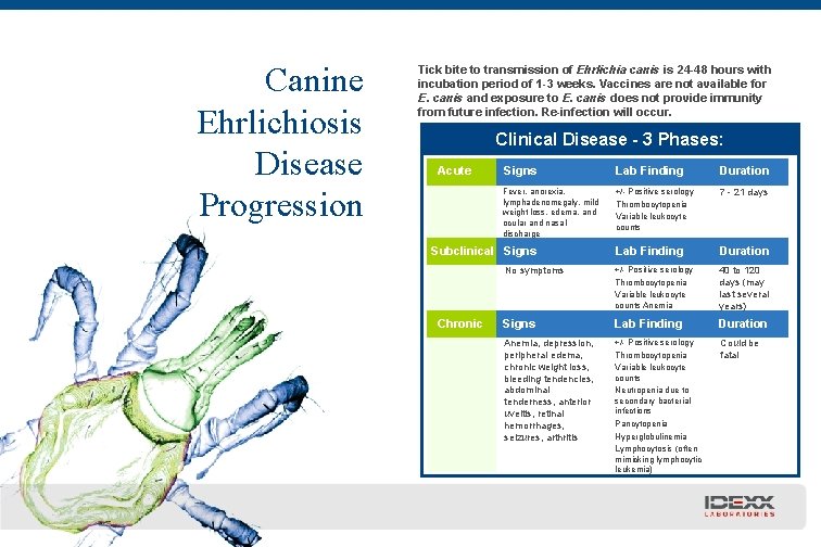 Canine Ehrlichiosis Disease Progression Tick bite to transmission of Ehrlichia canis is 24 -48