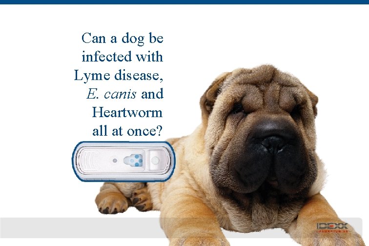 Can a dog be infected with Lyme disease, E. canis and Heartworm all at