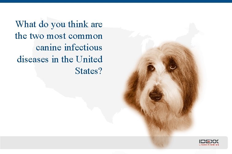 What do you think are the two most common canine infectious diseases in the