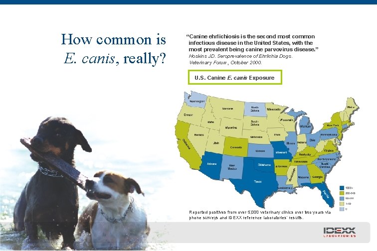 How common is E. canis, really? “Canine ehrlichiosis is the second most common infectious