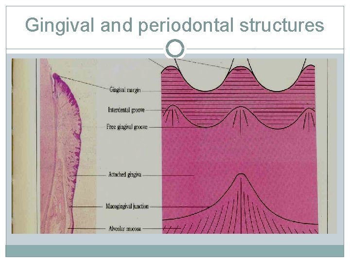 Gingival and periodontal structures 