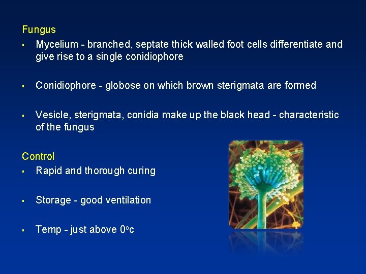 Fungus § Mycelium - branched, septate thick walled foot cells differentiate and give rise