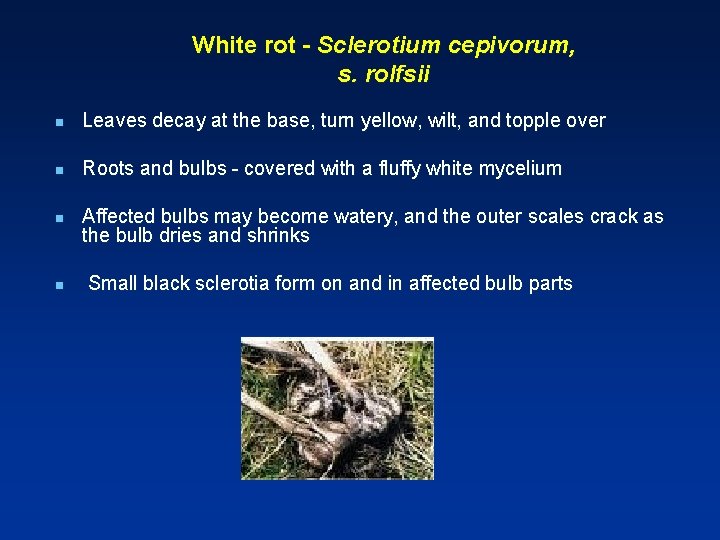White rot - Sclerotium cepivorum, s. rolfsii n Leaves decay at the base, turn
