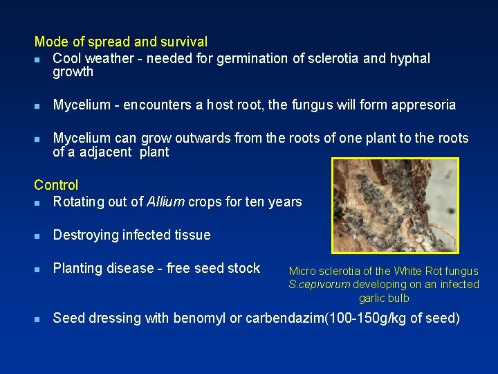 Mode of spread and survival n Cool weather - needed for germination of sclerotia