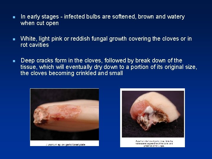 n n n In early stages - infected bulbs are softened, brown and watery