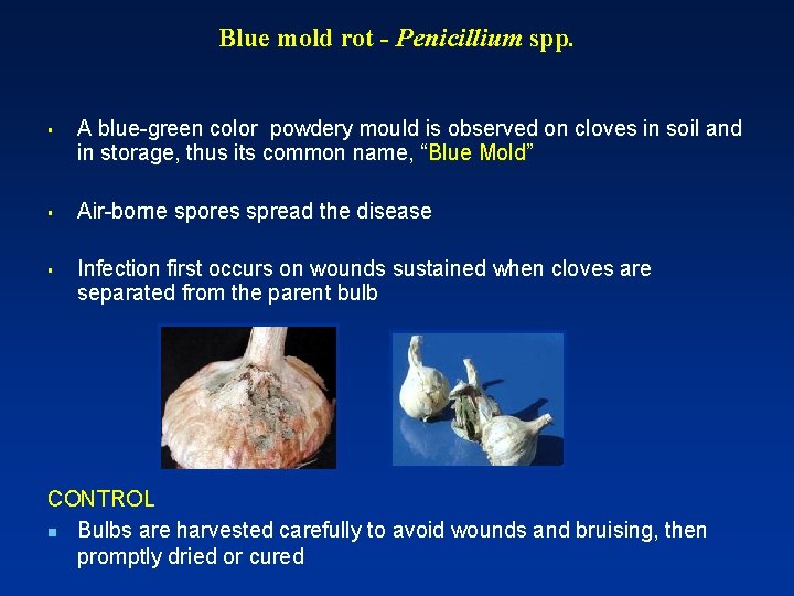 Blue mold rot - Penicillium spp. § § § A blue-green color powdery mould