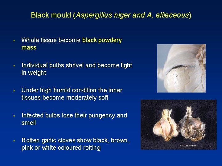 Black mould (Aspergillus niger and A. alliaceous) § § § Whole tissue become black