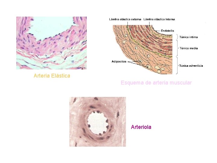 Arteria Elástica Esquema de arteria muscular Arteriola 