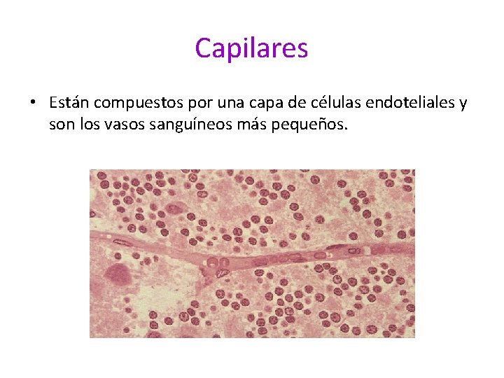 Capilares • Están compuestos por una capa de células endoteliales y son los vasos