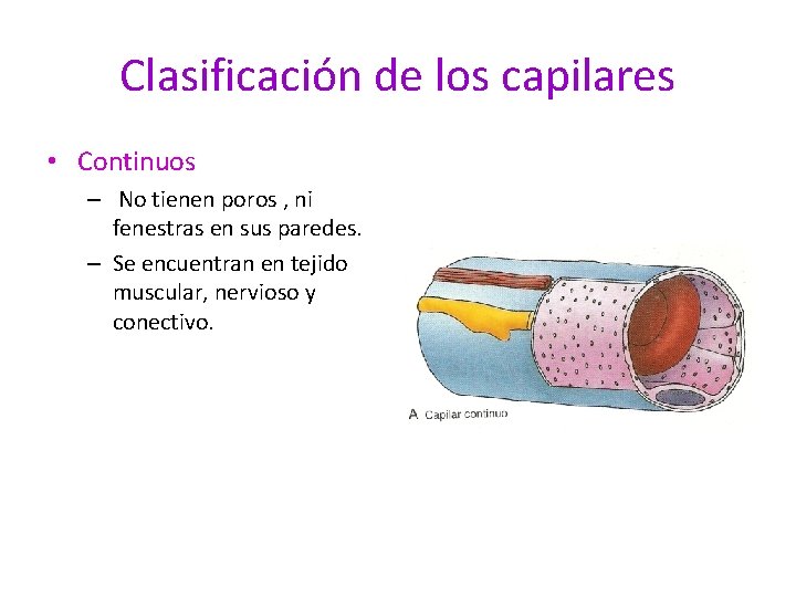 Clasificación de los capilares • Continuos – No tienen poros , ni fenestras en