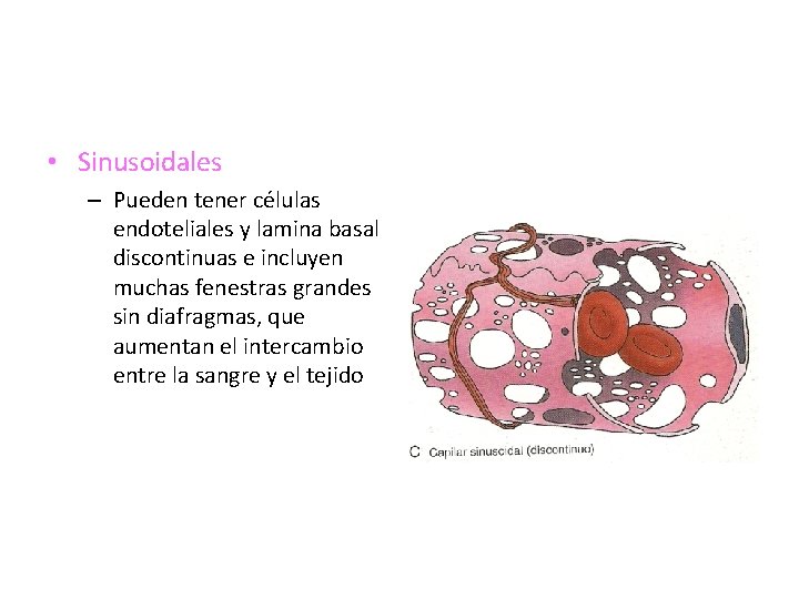  • Sinusoidales – Pueden tener células endoteliales y lamina basal discontinuas e incluyen