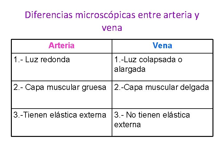 Diferencias microscópicas entre arteria y vena Arteria 1. - Luz redonda Vena 1. -Luz