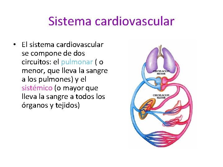 Sistema cardiovascular • El sistema cardiovascular se compone de dos circuitos: el pulmonar (