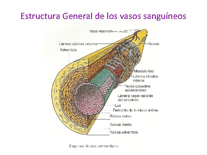 Estructura General de los vasos sanguíneos 