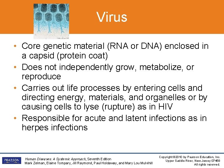 Virus • Core genetic material (RNA or DNA) enclosed in a capsid (protein coat)