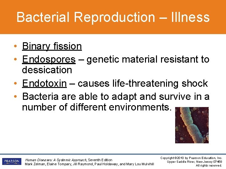 Bacterial Reproduction – Illness • Binary fission • Endospores – genetic material resistant to