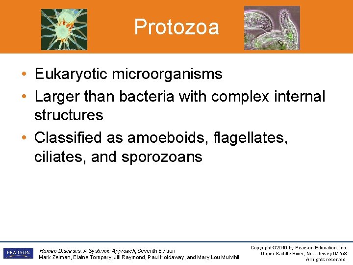 Protozoa • Eukaryotic microorganisms • Larger than bacteria with complex internal structures • Classified