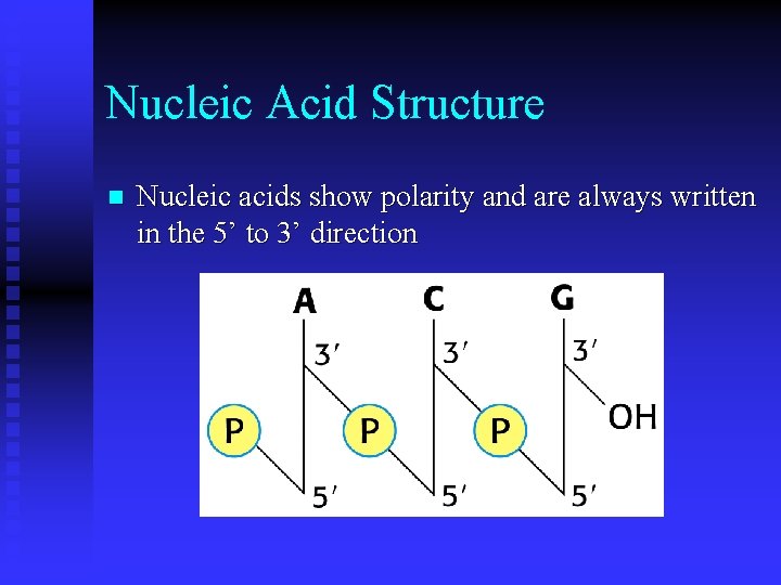 Nucleic Acid Structure n Nucleic acids show polarity and are always written in the