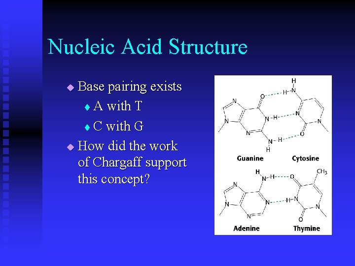 Nucleic Acid Structure Base pairing exists t A with T t C with G