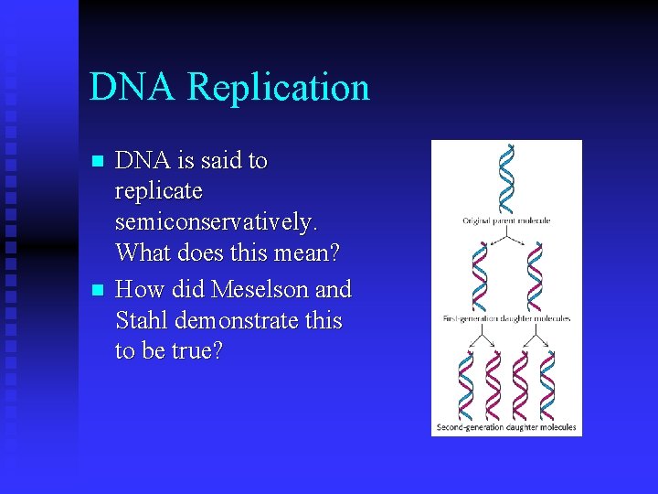 DNA Replication n n DNA is said to replicate semiconservatively. What does this mean?
