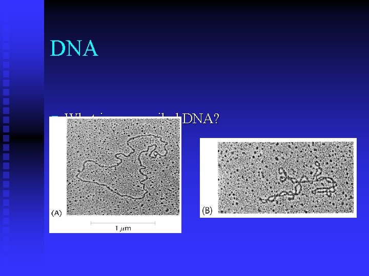 DNA n What is supercoiled DNA? 