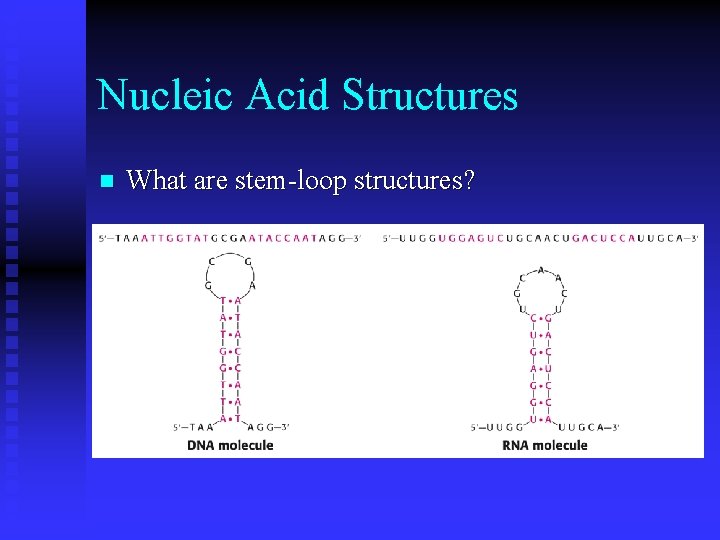 Nucleic Acid Structures n What are stem-loop structures? 