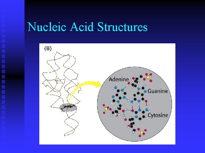 Nucleic Acid Structures 