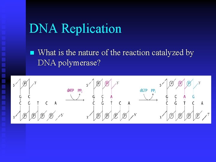 DNA Replication n What is the nature of the reaction catalyzed by DNA polymerase?