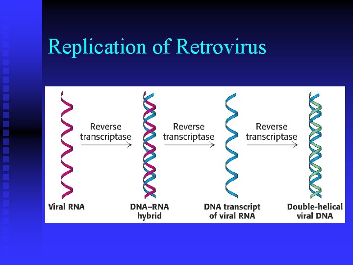 Replication of Retrovirus 