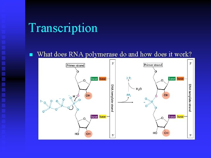Transcription n What does RNA polymerase do and how does it work? 