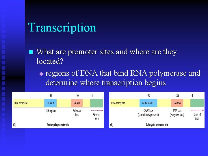 Transcription n What are promoter sites and where are they located? u regions of